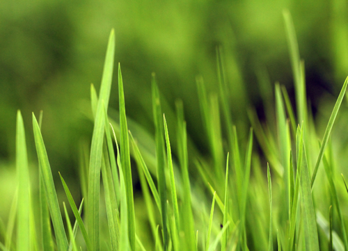 green-grass-closeup